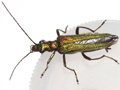 Oedemera nobilis